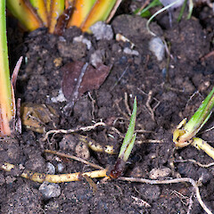 New fans emerging at intervals on stolons. In cultivation.<br>Photographer: Jeremy R. Rolfe, Date taken: 03/03/2009, Licence: <a target='_blank' href='https://creativecommons.org/licenses/by/4.0'>CC BY</a>. <a class='member-message' href='/nzpcn/why-join-nzpcn/' target='_blank'>Members can view a larger version of this image.</a>