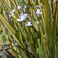 In cultivation.<br>Photographer: Jeremy R. Rolfe, Date taken: 19/10/2007, Licence: <a target='_blank' href='https://creativecommons.org/licenses/by/4.0'>CC BY</a>. <a class='member-message' href='/nzpcn/why-join-nzpcn/' target='_blank'>Members can view a larger version of this image.</a>