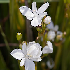 In cultivation.<br>Photographer: Jeremy R. Rolfe, Date taken: 19/10/2007, Licence: <a target='_blank' href='https://creativecommons.org/licenses/by/4.0'>CC BY</a>. <a class='member-message' href='/nzpcn/why-join-nzpcn/' target='_blank'>Members can view a larger version of this image.</a>