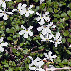 Burnt Spur, Tararua Forest Park.<br>Photographer: Jeremy R. Rolfe, Date taken: 13/02/2008, Licence: <a target='_blank' href='https://creativecommons.org/licenses/by/4.0'>CC BY</a>.