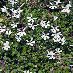 Burnt Spur, Tararua Forest Park.<br>Photographer: Jeremy R. Rolfe, Date taken: 13/12/2008, Licence: <a target='_blank' href='https://creativecommons.org/licenses/by/4.0'>CC BY</a>.