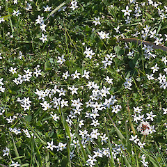 Stokes Valley, Lower Hutt.<br>Photographer: Jeremy R. Rolfe, Date taken: 06/11/2009, Licence: <a target='_blank' href='https://creativecommons.org/licenses/by/4.0'>CC BY</a>. <a class='member-message' href='/nzpcn/why-join-nzpcn/' target='_blank'>Members can view a larger version of this image.</a>