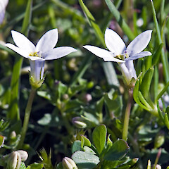Lobelia pedunculata