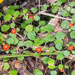 Te Paki.<br>Photographer: Jeremy R. Rolfe, Date taken: 14/04/2015, Licence: <a target='_blank' href='https://creativecommons.org/licenses/by/4.0'>CC BY</a>. <a class='member-message' href='/nzpcn/why-join-nzpcn/' target='_blank'>Members can view a larger version of this image.</a>