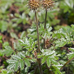 Holdsworth, Tararua Range.<br>Photographer: Jeremy R. Rolfe, Date taken: 08/02/2008, Licence: <a target='_blank' href='https://creativecommons.org/licenses/by/4.0'>CC BY</a>.