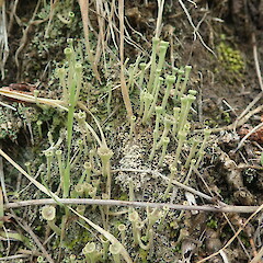 Terricolous on bank.<br>Photographer: Marley Ford, Licence: <a target='_blank' href='https://creativecommons.org/licenses/by-nc/4.0'>CC BY-NC</a>. <a class='member-message' href='/nzpcn/why-join-nzpcn/' target='_blank'>Members can view a larger version of this image.</a>