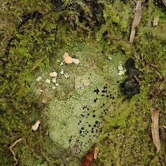 Lecidea ochroleuca