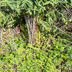 Wharekauri, Chatham Island.<br>Photographer: Jeremy R. Rolfe, Date taken: 29/05/2013, Licence: <a target='_blank' href='https://creativecommons.org/licenses/by/4.0'>CC BY</a>. <a class='member-message' href='/nzpcn/why-join-nzpcn/' target='_blank'>Members can view a larger version of this image.</a>