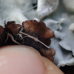 Lobe underside.<br>Photographer: Marley Ford, Licence: <a target='_blank' href='https://creativecommons.org/licenses/by-nc/4.0'>CC BY-NC</a>. <a class='member-message' href='/nzpcn/why-join-nzpcn/' target='_blank'>Members can view a larger version of this image.</a>
