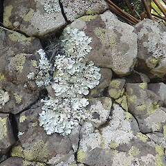 Saxicolous at Maunganui Bluff.<br>Photographer: Marley Ford, Date taken: 22/09/2020, Licence: <a target='_blank' href='https://creativecommons.org/licenses/by-nc/4.0'>CC BY-NC</a>. <a class='member-message' href='/nzpcn/why-join-nzpcn/' target='_blank'>Members can view a larger version of this image.</a>