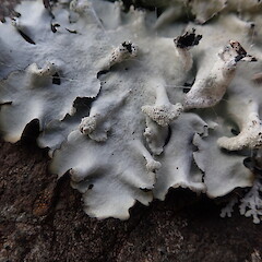 Saxicolous on basalt at Maunganui Bluff.<br>Photographer: Marley Ford, Date taken: 22/09/2020, Licence: <a target='_blank' href='https://creativecommons.org/licenses/by-nc/4.0'>CC BY-NC</a>. <a class='member-message' href='/nzpcn/why-join-nzpcn/' target='_blank'>Members can view a larger version of this image.</a>