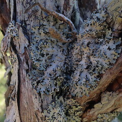 Corticolous on manuka, Urupukapuka Island.<br>Photographer: Marley Ford, Date taken: 01/06/2021, Licence: <a target='_blank' href='https://creativecommons.org/licenses/by-nc/4.0'>CC BY-NC</a>. <a class='member-message' href='/nzpcn/why-join-nzpcn/' target='_blank'>Members can view a larger version of this image.</a>