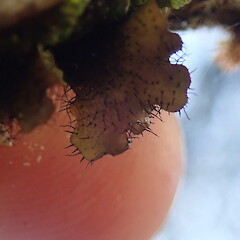 Lobe underside showing rhizines.<br>Photographer: Marley Ford, Licence: <a target='_blank' href='https://creativecommons.org/licenses/by-nc/4.0'>CC BY-NC</a>. <a class='member-message' href='/nzpcn/why-join-nzpcn/' target='_blank'>Members can view a larger version of this image.</a>