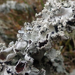 Parmotrema reticulatum