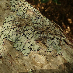 Corticolous on pohutukawa roots, Hihi Northland.<br>Photographer: Marley Ford, Date taken: 18/01/2020, Licence: <a target='_blank' href='https://creativecommons.org/licenses/by-nc/4.0'>CC BY-NC</a>. <a class='member-message' href='/nzpcn/why-join-nzpcn/' target='_blank'>Members can view a larger version of this image.</a>