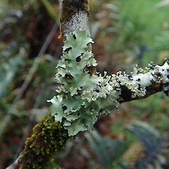 Corticolous in rainforest, Tutumoe, Northland.<br>Photographer: Marley Ford, Date taken: 28/09/2020, Licence: <a target='_blank' href='https://creativecommons.org/licenses/by-nc/4.0'>CC BY-NC</a>. <a class='member-message' href='/nzpcn/why-join-nzpcn/' target='_blank'>Members can view a larger version of this image.</a>