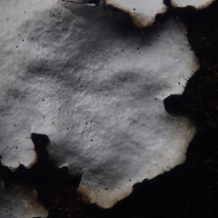 Reticulate cracking on upper surface.<br>Photographer: Marley Ford, Licence: <a target='_blank' href='https://creativecommons.org/licenses/by-nc/4.0'>CC BY-NC</a>. <a class='member-message' href='/nzpcn/why-join-nzpcn/' target='_blank'>Members can view a larger version of this image.</a>