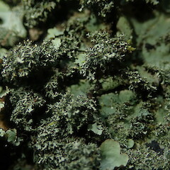Ciliate isidia.<br>Photographer: Marley Ford, Date taken: 17/10/2019, Licence: <a target='_blank' href='https://creativecommons.org/licenses/by-nc/4.0'>CC BY-NC</a>. <a class='member-message' href='/nzpcn/why-join-nzpcn/' target='_blank'>Members can view a larger version of this image.</a>
