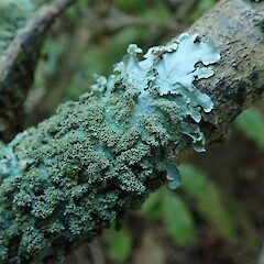 Parmotrema crinitum