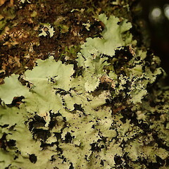 Corticolous, Bog Pine Reserve, Pureora.<br>Photographer: Marley Ford, Date taken: 18/07/2020, Licence: <a target='_blank' href='https://creativecommons.org/licenses/by-nc/4.0'>CC BY-NC</a>. <a class='member-message' href='/nzpcn/why-join-nzpcn/' target='_blank'>Members can view a larger version of this image.</a>