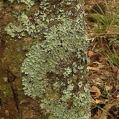 Corticolous in forest remnant Oue - Hokianga Northland.<br>Photographer: Marley Ford, Date taken: 08/05/2020, Licence: <a target='_blank' href='https://creativecommons.org/licenses/by-nc/4.0'>CC BY-NC</a>. <a class='member-message' href='/nzpcn/why-join-nzpcn/' target='_blank'>Members can view a larger version of this image.</a>