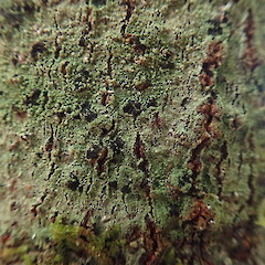 Apothecia of shade form.<br>Photographer: Marley Ford, Licence: <a target='_blank' href='https://creativecommons.org/licenses/by-nc/4.0'>CC BY-NC</a>. <a class='member-message' href='/nzpcn/why-join-nzpcn/' target='_blank'>Members can view a larger version of this image.</a>