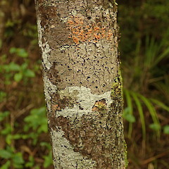 Corticolous on forest margin, Oue - Hokianga Northland.<br>Photographer: Marley Ford, Date taken: 02/05/2021, Licence: <a target='_blank' href='https://creativecommons.org/licenses/by-nc/4.0'>CC BY-NC</a>. <a class='member-message' href='/nzpcn/why-join-nzpcn/' target='_blank'>Members can view a larger version of this image.</a>