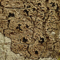 Apothecia.<br>Photographer: Marley Ford, Licence: <a target='_blank' href='https://creativecommons.org/licenses/by-nc/4.0'>CC BY-NC</a>. <a class='member-message' href='/nzpcn/why-join-nzpcn/' target='_blank'>Members can view a larger version of this image.</a>