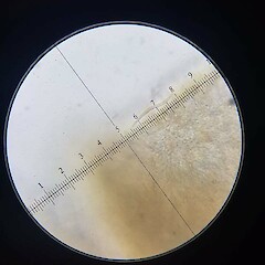 Spores 55-60 microns long.<br>Photographer: Marley Ford, Licence: <a target='_blank' href='https://creativecommons.org/licenses/by-nc/4.0'>CC BY-NC</a>. <a class='member-message' href='/nzpcn/why-join-nzpcn/' target='_blank'>Members can view a larger version of this image.</a>