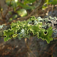 Crocodia aurata