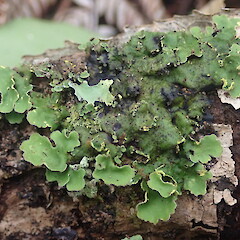 Growing in urban forest, Cox’s Bay Auckland.<br>Photographer: Marley Ford, Date taken: 06/10/2021, Licence: <a target='_blank' href='https://creativecommons.org/licenses/by-nc/4.0'>CC BY-NC</a>. <a class='member-message' href='/nzpcn/why-join-nzpcn/' target='_blank'>Members can view a larger version of this image.</a>