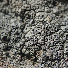 Diploschistes scruposus