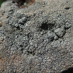 Saxicolous on basalt rock wall, Cornwall Auckland.<br>Photographer: Marley Ford, Date taken: 25/09/2021, Licence: <a target='_blank' href='https://creativecommons.org/licenses/by-nc/4.0'>CC BY-NC</a>. <a class='member-message' href='/nzpcn/why-join-nzpcn/' target='_blank'>Members can view a larger version of this image.</a>