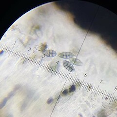 Spores.<br>Photographer: Marley Ford, Licence: <a target='_blank' href='https://creativecommons.org/licenses/by-nc/4.0'>CC BY-NC</a>. <a class='member-message' href='/nzpcn/why-join-nzpcn/' target='_blank'>Members can view a larger version of this image.</a>