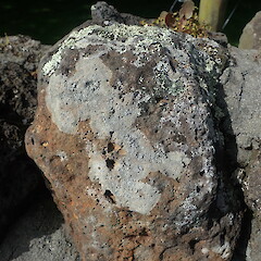 Saxicolous on basalt rock wall, Cornwall Auckland.<br>Photographer: Marley Ford, Date taken: 25/09/2021, Licence: <a target='_blank' href='https://creativecommons.org/licenses/by-nc/4.0'>CC BY-NC</a>. <a class='member-message' href='/nzpcn/why-join-nzpcn/' target='_blank'>Members can view a larger version of this image.</a>