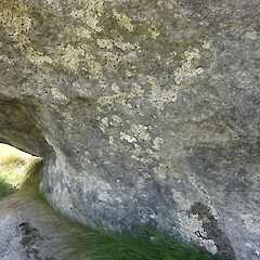 Saxicolous on limestone, Castle Hill, Canterbury.<br>Photographer: Allison Knight, Date taken: 31/12/2012, Licence: All rights reserved. <a class='member-message' href='/nzpcn/why-join-nzpcn/' target='_blank'>Members can view a larger version of this image.</a>