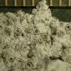Diploschistes gypsaceus