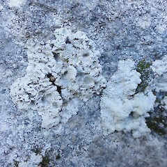 Saxicolous on limestone, Castle Hill, Canterbury.<br>Photographer: Allison Knight, Date taken: 31/12/2012, Licence: All rights reserved. <a class='member-message' href='/nzpcn/why-join-nzpcn/' target='_blank'>Members can view a larger version of this image.</a>