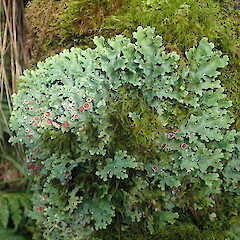 Corticolous in cloud forest, Mt Taranaki.<br>Photographer: Marley Ford, Date taken: 11/08/2021, Licence: <a target='_blank' href='https://creativecommons.org/licenses/by-nc/4.0'>CC BY-NC</a>. <a class='member-message' href='/nzpcn/why-join-nzpcn/' target='_blank'>Members can view a larger version of this image.</a>