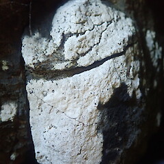Saxicolous on coastal conglomerate rocks, Cornwallis Auckland.<br>Photographer: Marley Ford, Date taken: 26/11/2021, Licence: <a target='_blank' href='https://creativecommons.org/licenses/by-nc/4.0'>CC BY-NC</a>. <a class='member-message' href='/nzpcn/why-join-nzpcn/' target='_blank'>Members can view a larger version of this image.</a>