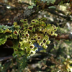 Heavily fertile specimen, corticolous on frost flat, Oban Stewart Island.<br>Photographer: Marley Ford, Date taken: 16/04/2021, Licence: <a target='_blank' href='https://creativecommons.org/licenses/by-nc/4.0'>CC BY-NC</a>. <a class='member-message' href='/nzpcn/why-join-nzpcn/' target='_blank'>Members can view a larger version of this image.</a>