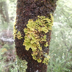 Corticolous in beech forest, Lake Ohau Canterbury.<br>Photographer: Marley Ford, Date taken: 23/01/2021, Licence: <a target='_blank' href='https://creativecommons.org/licenses/by-nc/4.0'>CC BY-NC</a>. <a class='member-message' href='/nzpcn/why-join-nzpcn/' target='_blank'>Members can view a larger version of this image.</a>