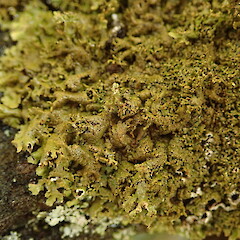 Corticolous on Sophora microphylla in drylands Christchurch.<br>Photographer: Marley Ford, Date taken: 03/07/2020, Licence: <a target='_blank' href='https://creativecommons.org/licenses/by-nc/4.0'>CC BY-NC</a>. <a class='member-message' href='/nzpcn/why-join-nzpcn/' target='_blank'>Members can view a larger version of this image.</a>