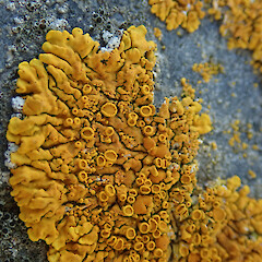 Magnet Bay, Banks Peninsula.<br>Photographer: Melissa Hutchison, Date taken: 01/05/2021, Licence: <a target='_blank' href='https://creativecommons.org/licenses/by-nc/4.0'>CC BY-NC</a>. <a class='member-message' href='/nzpcn/why-join-nzpcn/' target='_blank'>Members can view a larger version of this image.</a>
