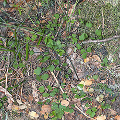 Under silver beech (Lophozonia menziesii). Mount Climie, Upper Hutt.<br>Photographer: Jeremy R. Rolfe, Date taken: 02/02/2013, Licence: <a target='_blank' href='https://creativecommons.org/licenses/by/4.0'>CC BY</a>. <a class='member-message' href='/nzpcn/why-join-nzpcn/' target='_blank'>Members can view a larger version of this image.</a>