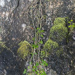 Cobb Valley.<br>Photographer: Jeremy R. Rolfe, Date taken: 16/03/2016, Licence: <a target='_blank' href='https://creativecommons.org/licenses/by/4.0'>CC BY</a>. <a class='member-message' href='/nzpcn/why-join-nzpcn/' target='_blank'>Members can view a larger version of this image.</a>