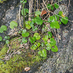 Cobb Valley.<br>Photographer: Jeremy R. Rolfe, Date taken: 16/03/2016, Licence: <a target='_blank' href='https://creativecommons.org/licenses/by/4.0'>CC BY</a>. <a class='member-message' href='/nzpcn/why-join-nzpcn/' target='_blank'>Members can view a larger version of this image.</a>