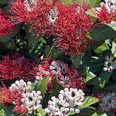 In cultivation, Petone.<br>Photographer: Jeremy R. Rolfe, Date taken: 18/12/2008, Licence: <a target='_blank' href='https://creativecommons.org/licenses/by/4.0'>CC BY</a>.
