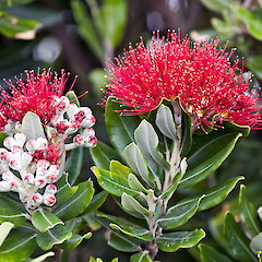 In cultivation. Petone.<br>Photographer: Jeremy R. Rolfe, Date taken: 18/12/2008, Licence: <a target='_blank' href='https://creativecommons.org/licenses/by/4.0'>CC BY</a>.