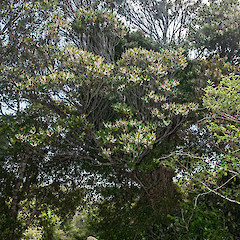 Kaitoke Regional Park.<br>Photographer: Jeremy R. Rolfe, Date taken: 20/12/2016, Licence: <a target='_blank' href='https://creativecommons.org/licenses/by/4.0'>CC BY</a>.